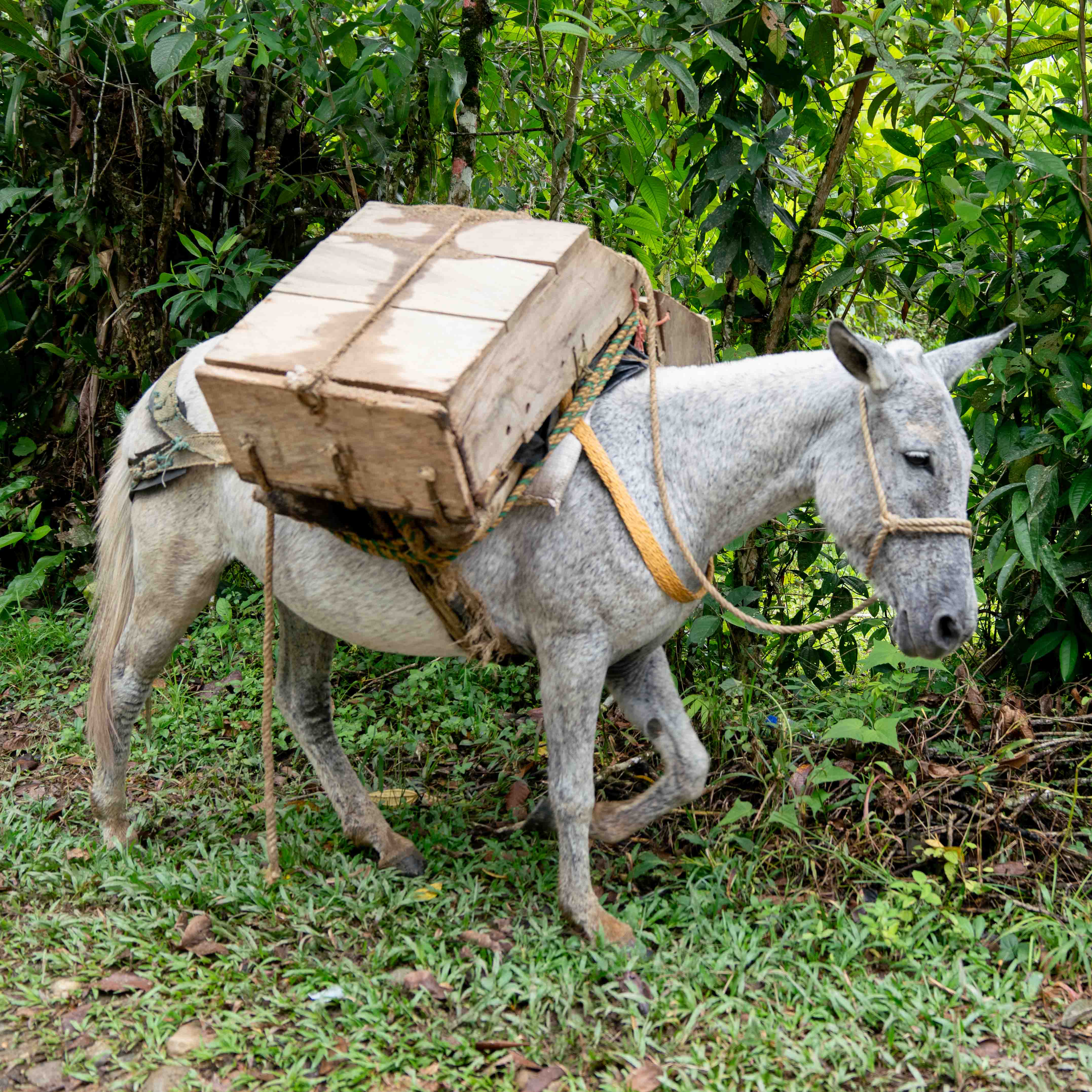 Colombia — Colombia