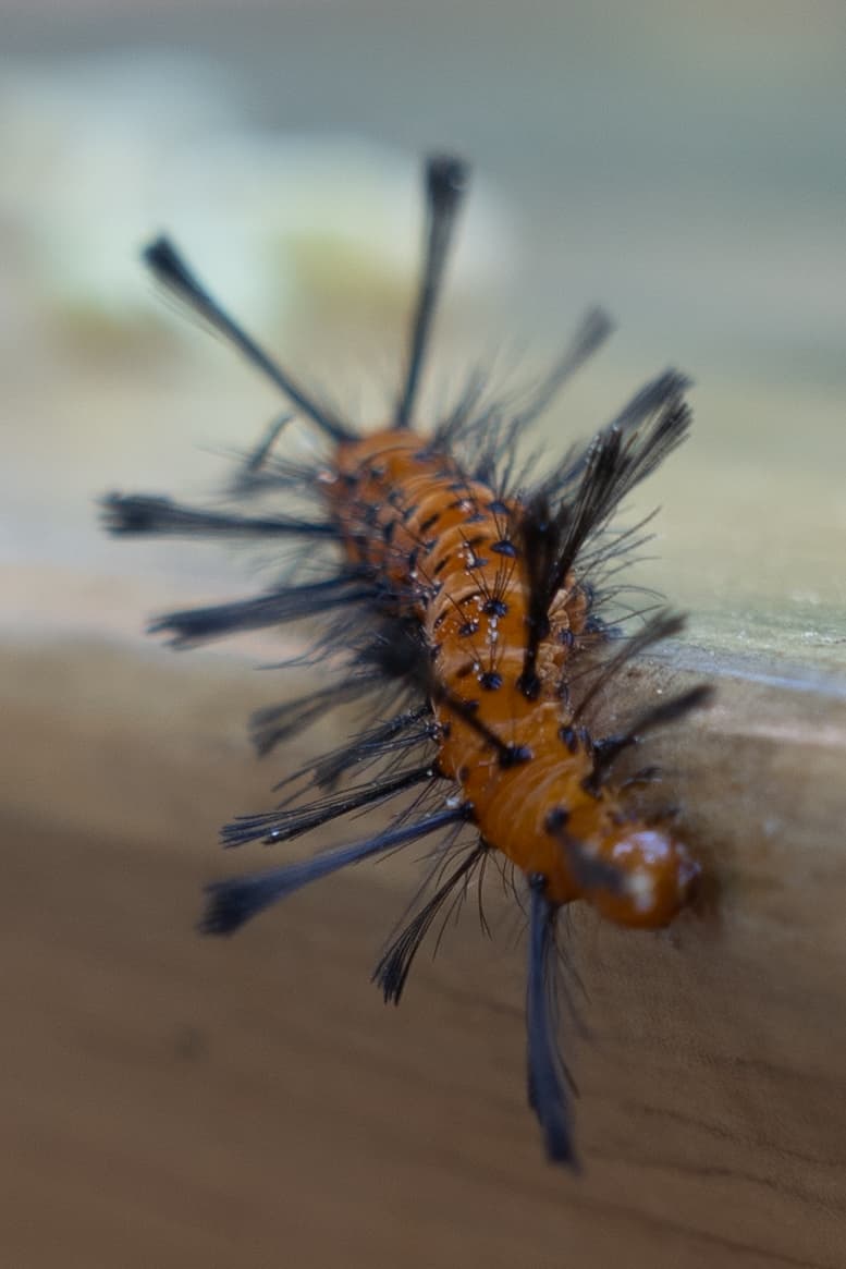 Día de Muertos photo 33