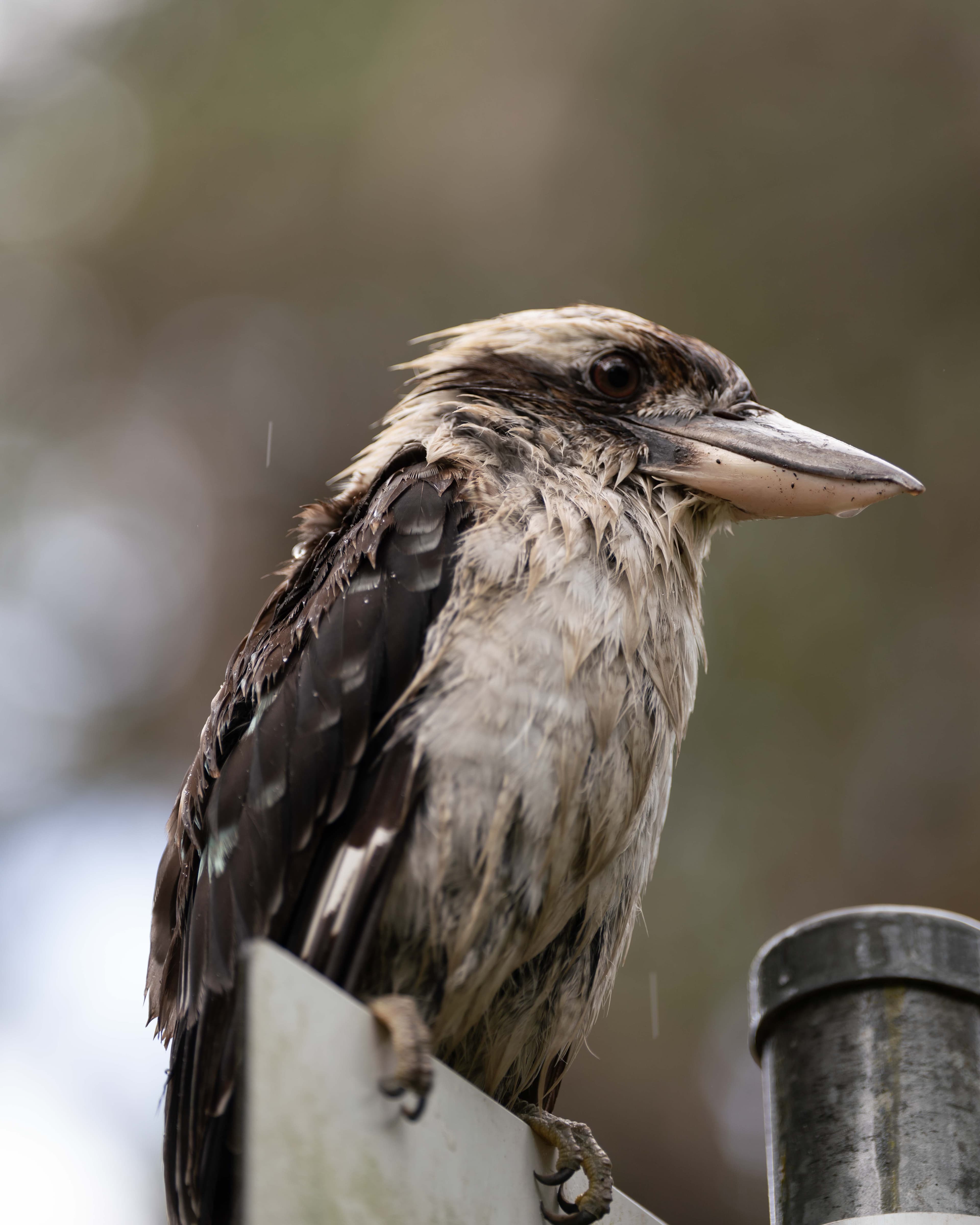 Gold Coast — Australia