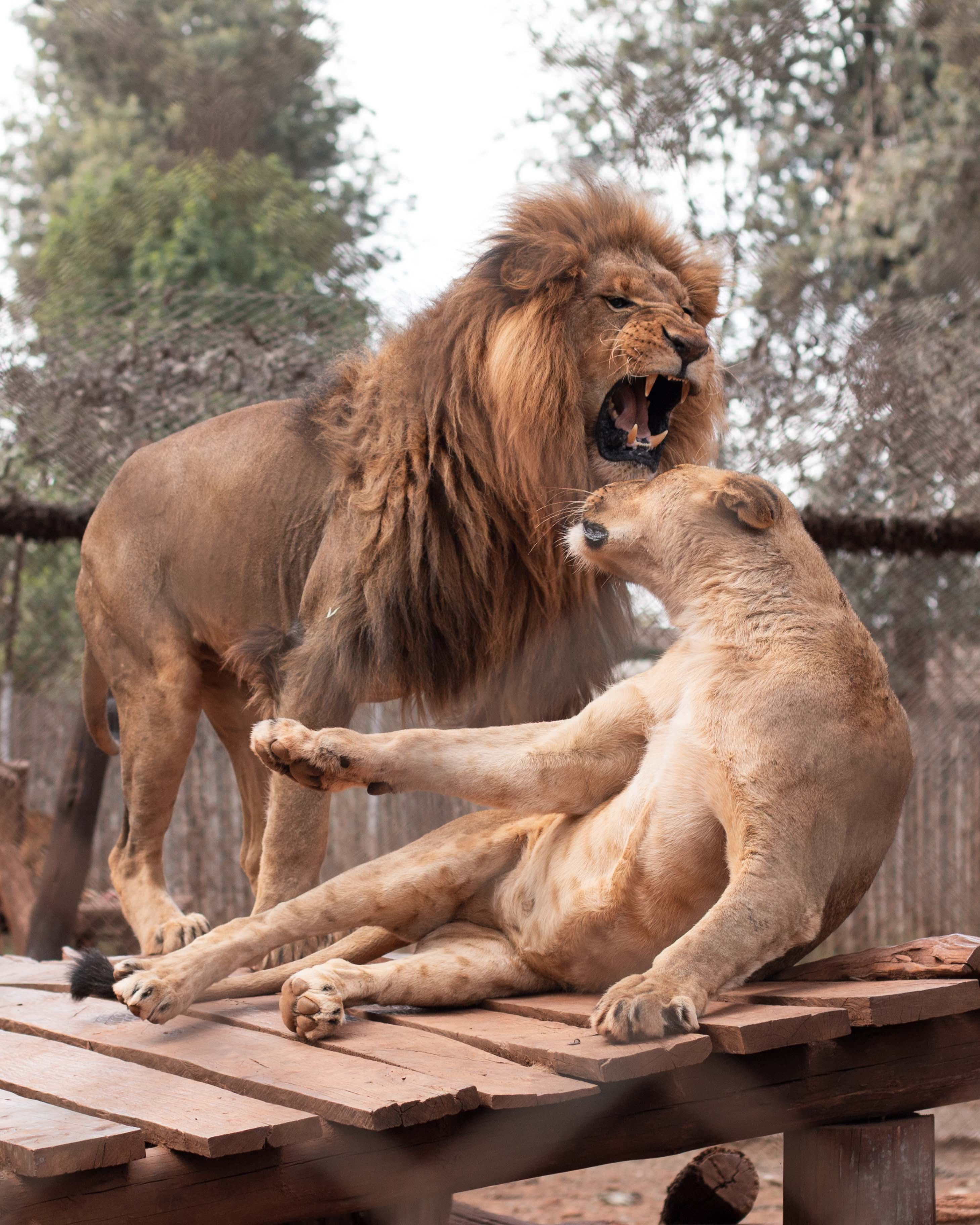 Safi Kabisa photo 13