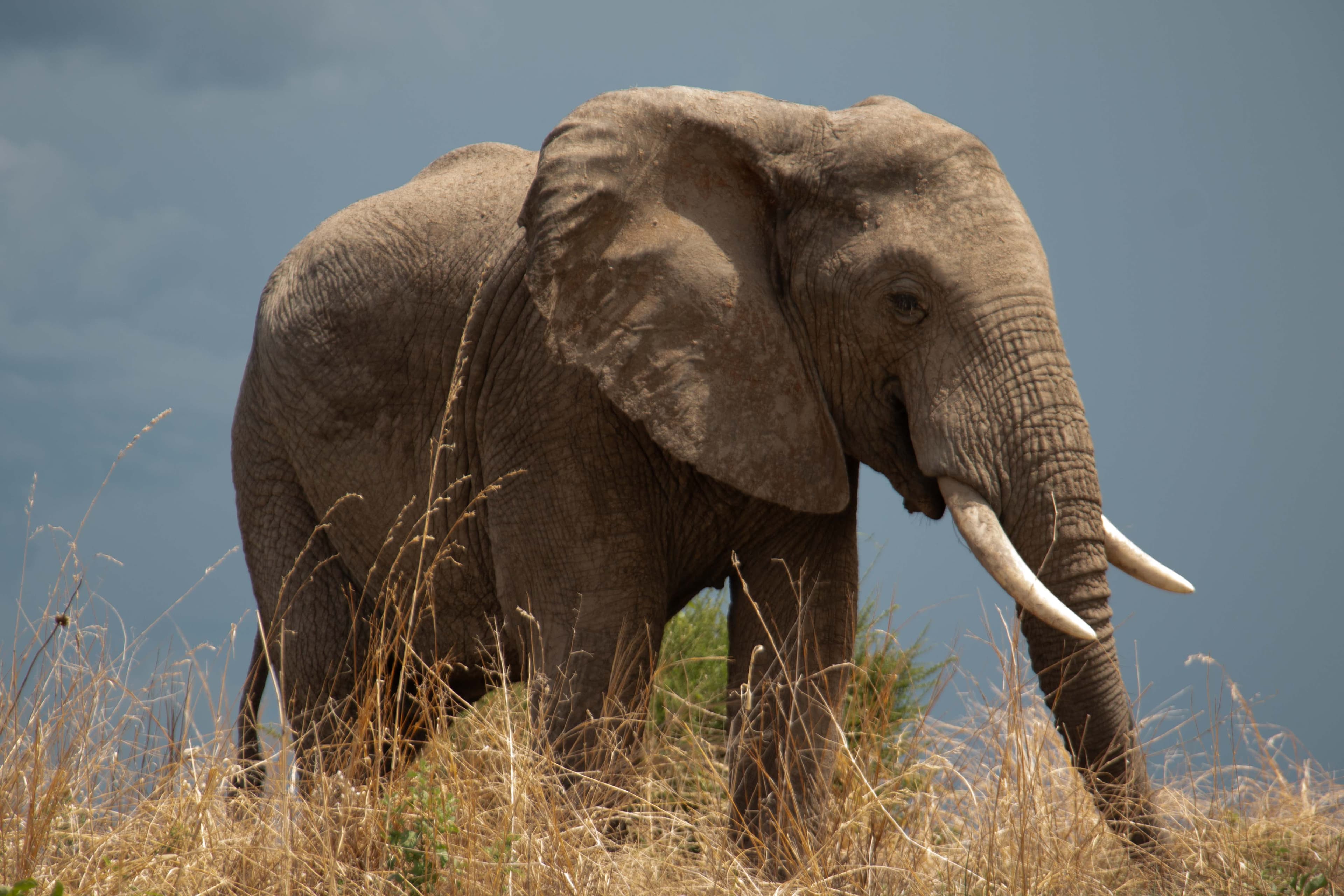 Safi Kabisa — Kenya