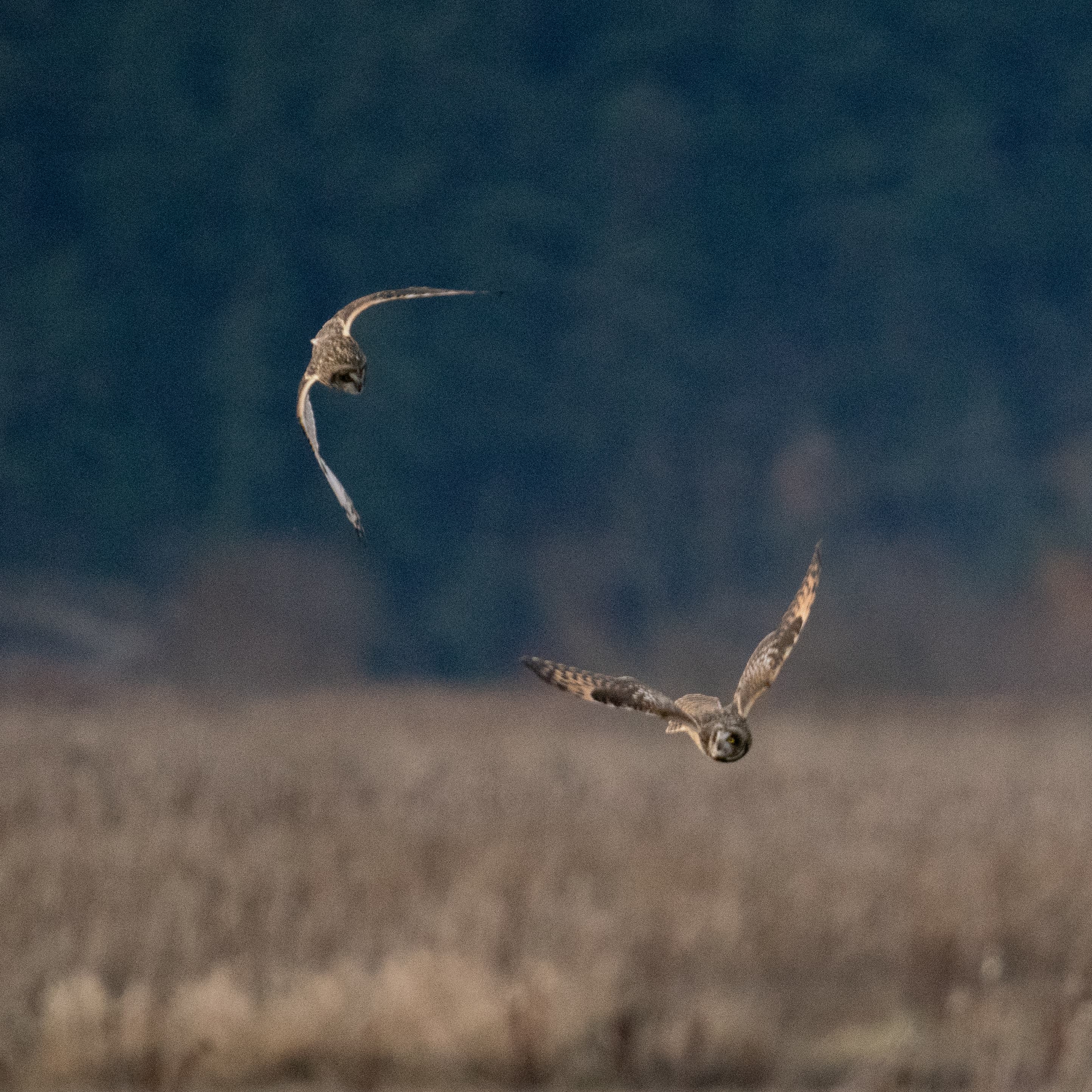 Skagit photo 5