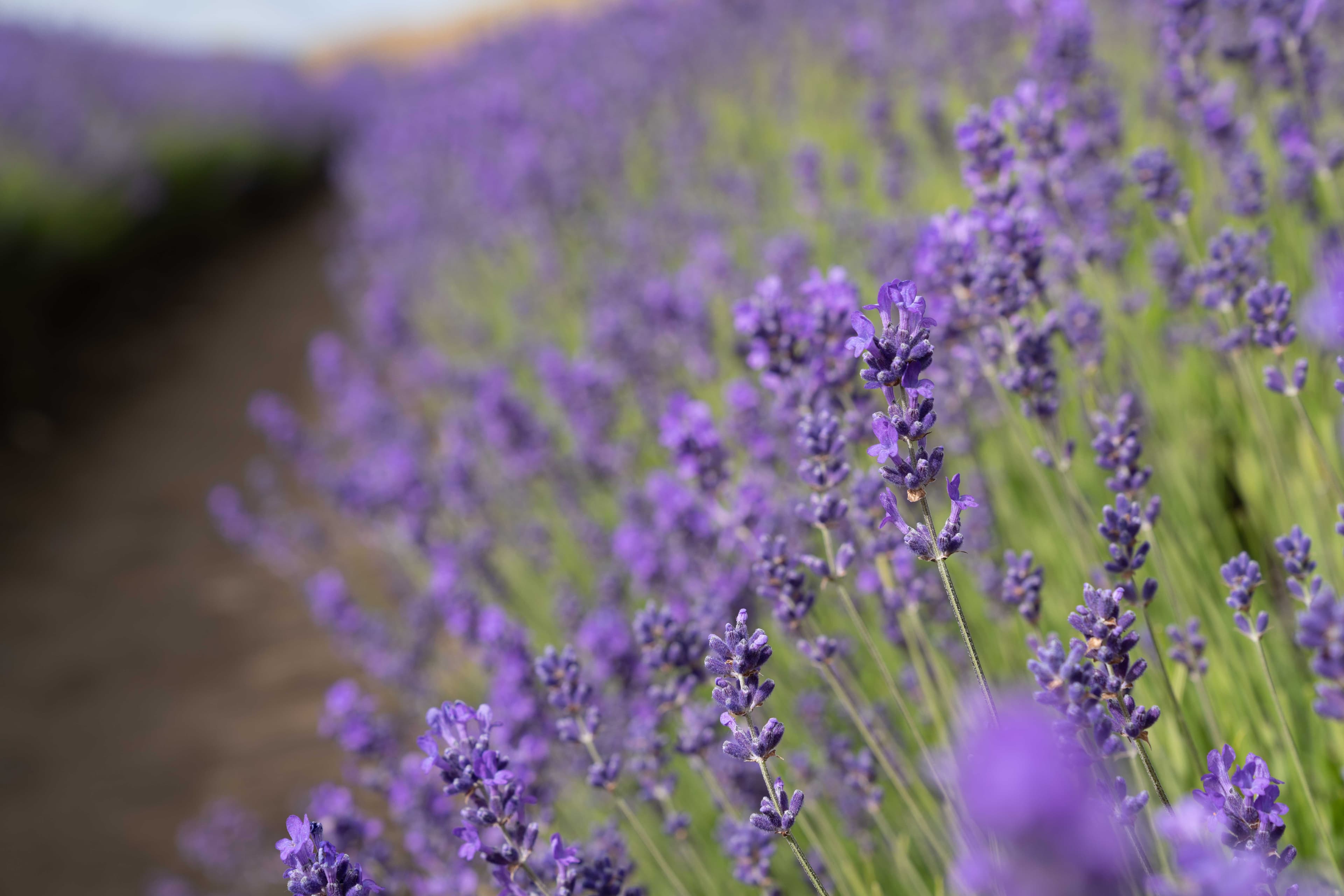 South Island photo 3