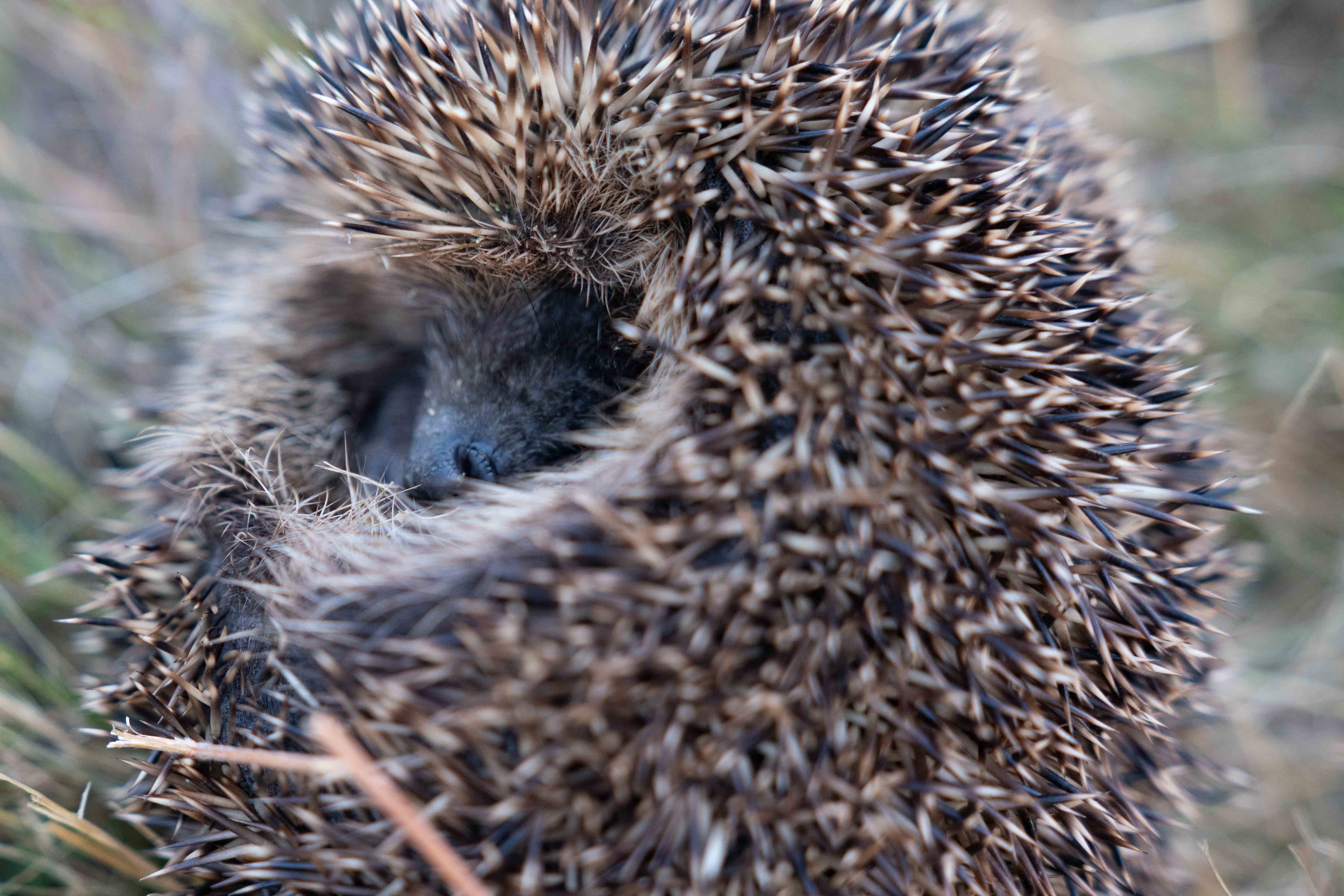 South Island photo 17