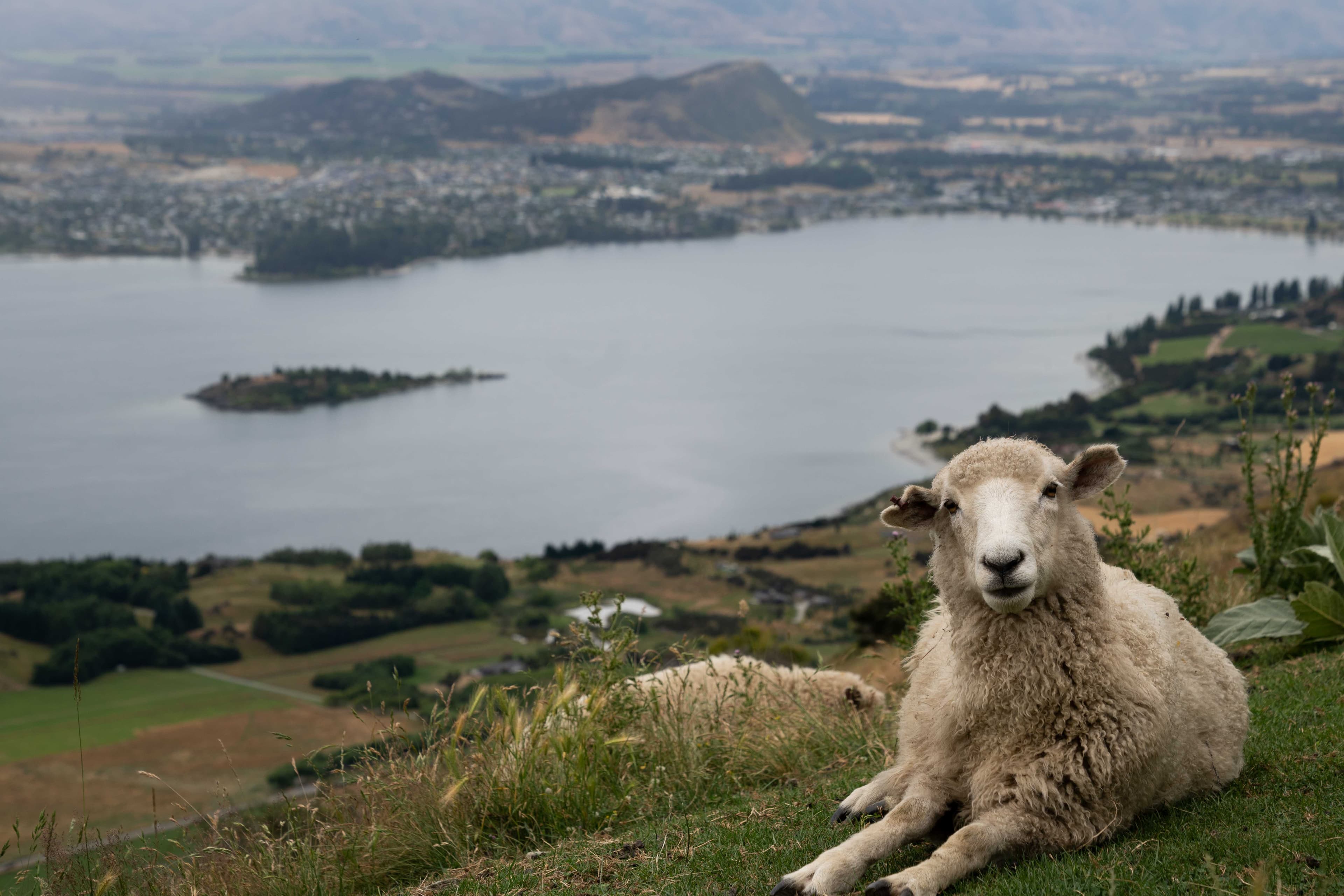 South Island photo 25