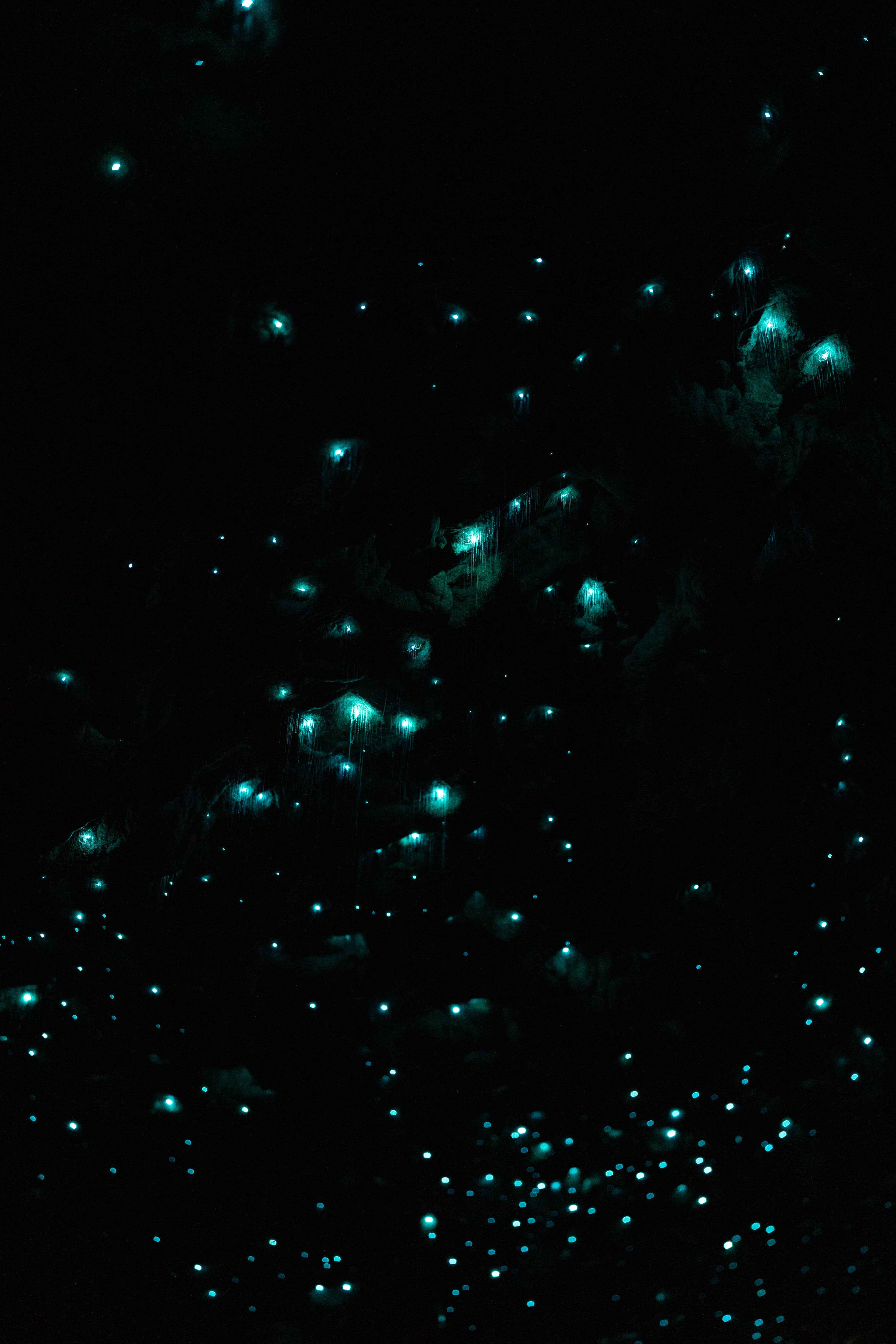 South Island photo 28