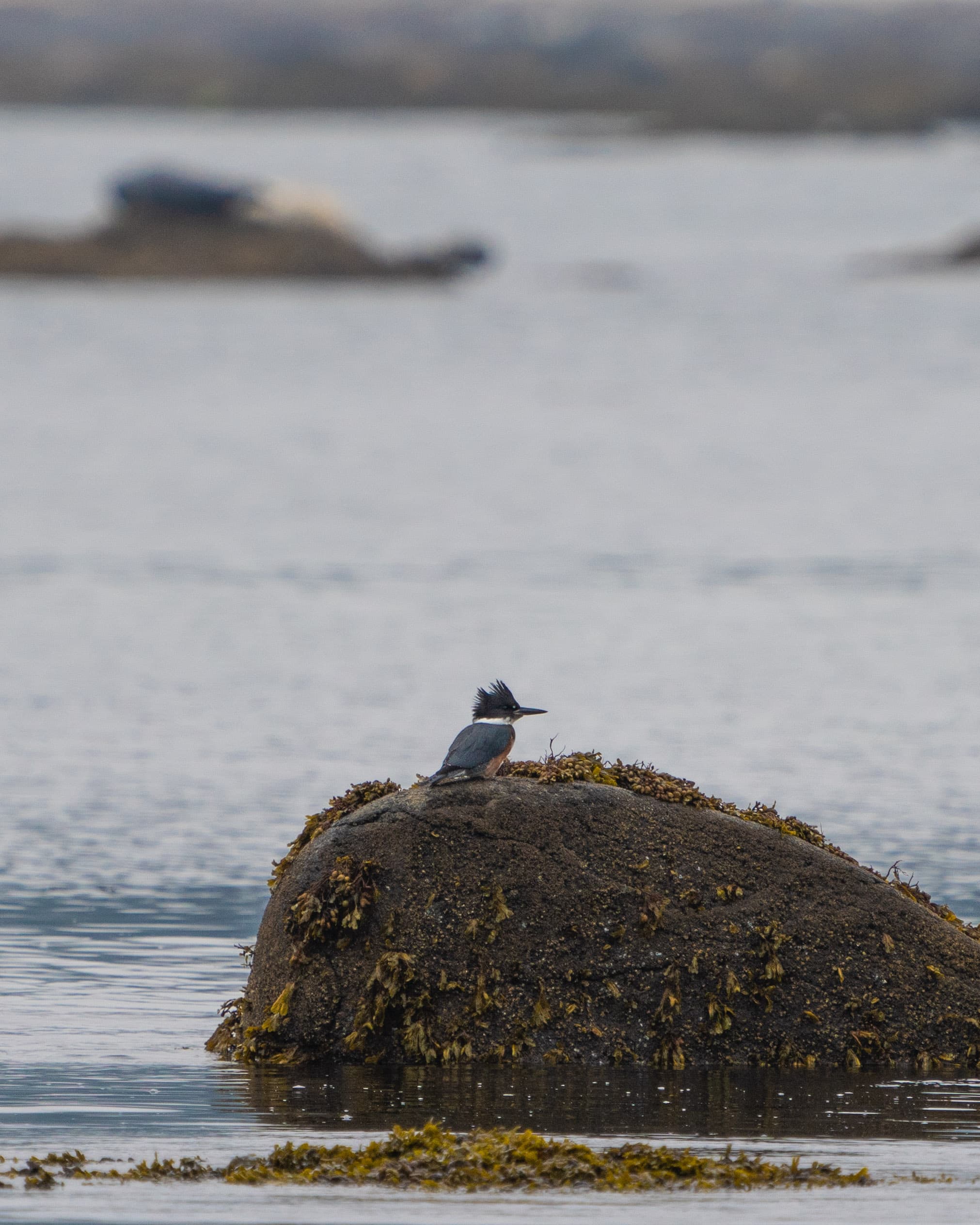 Washington Coast photo 10