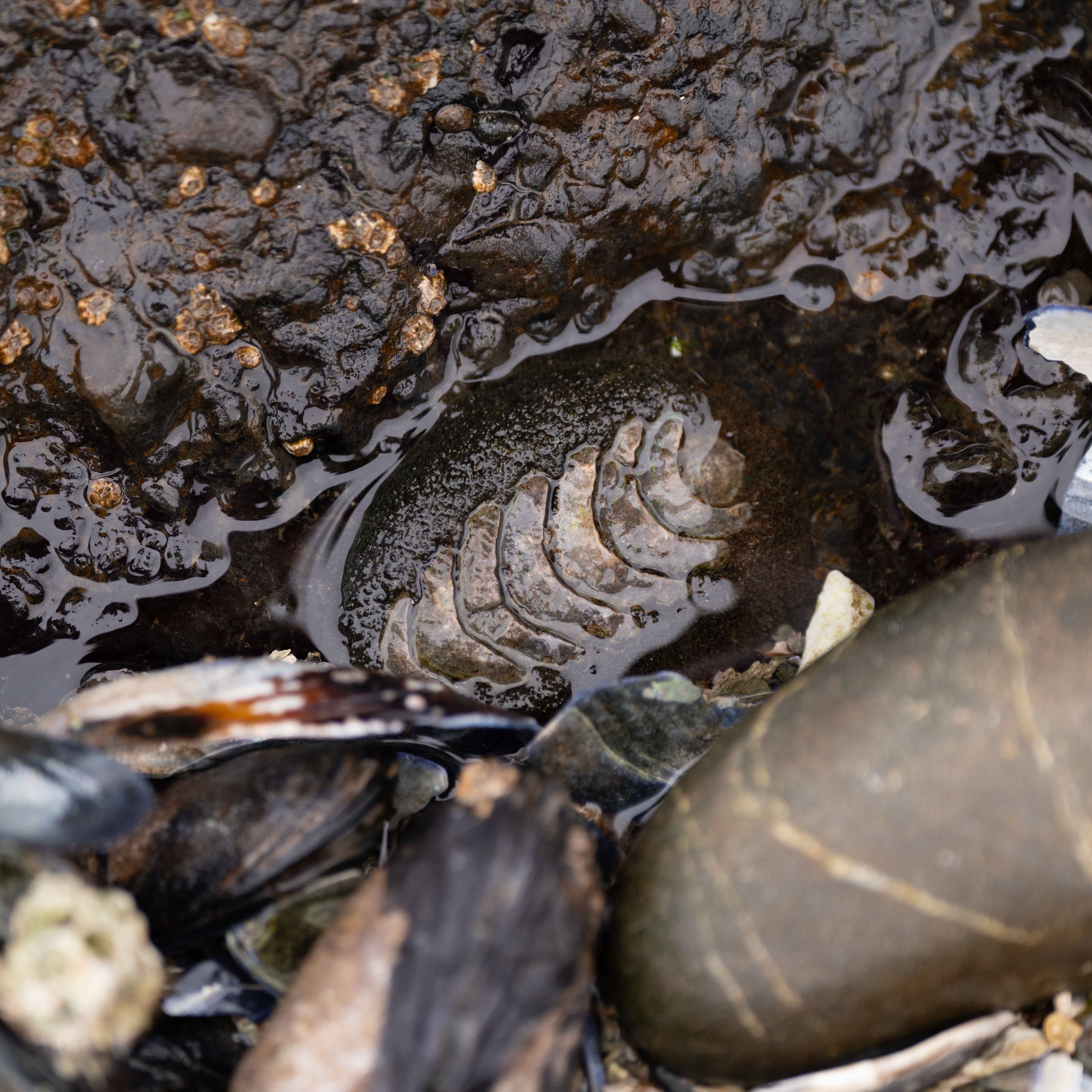 Washington Coast photo 18