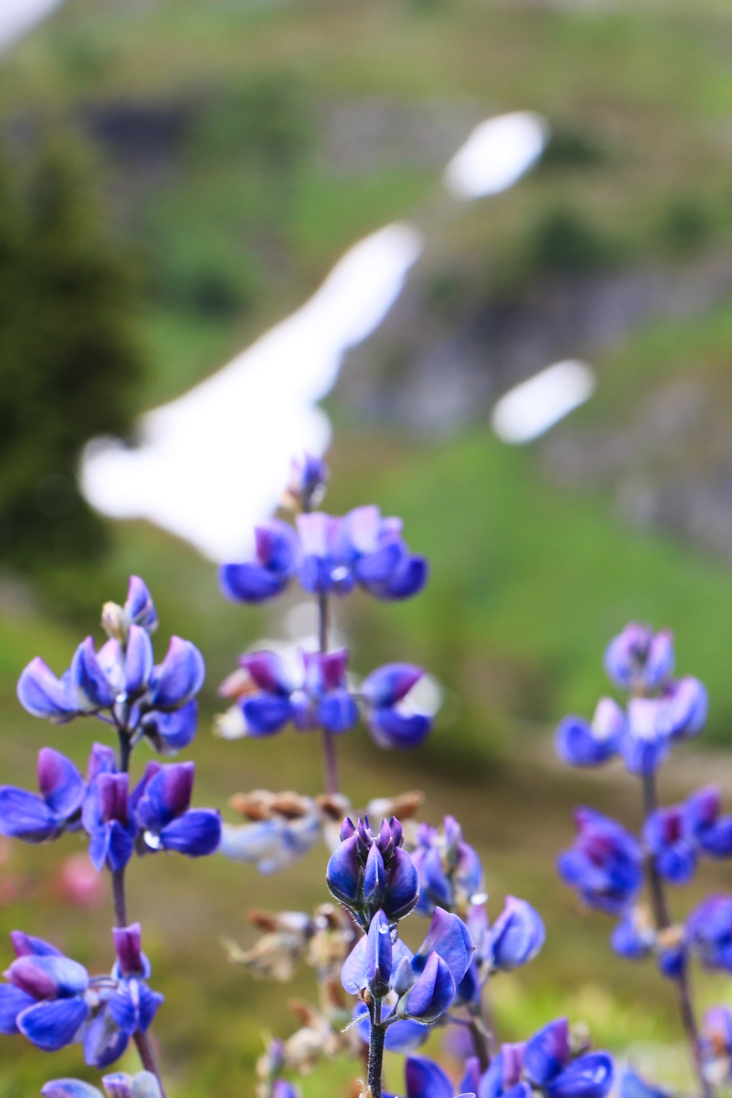 Yellow Aster Butte photo 5